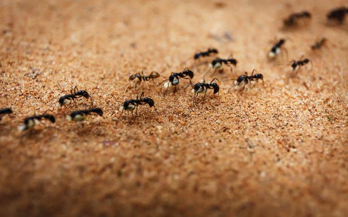 Karkottaa muurahaiset suolalla | ZikZak