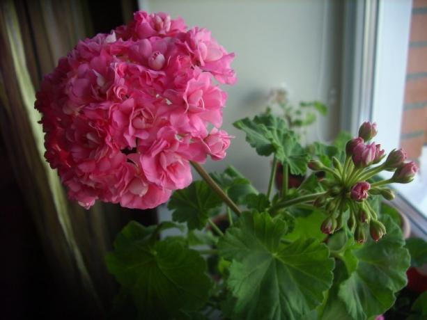 Kukinnan alkua Rose geranium (valokuvat saatavilla Internetissä)