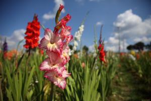 Gladiolus kukka arrow julkaisi - On aika syötteen