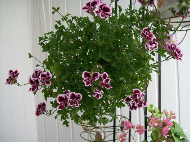 Esimerkki ampelnoe Geranium (Pelargonium vyöhyke). kuvia http://forumimage.ru/