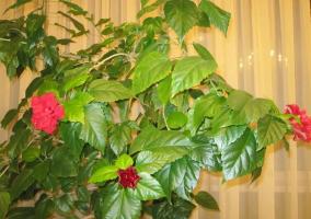 Chinese Rose (Hibiscus) ei kukkivat, tai antaa vain pari nuppuja. Kuten vain auttaa häntä!