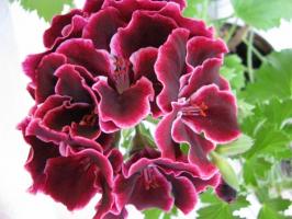 Royal Pelargonium: sääntöjä viljelyn ja hoidon