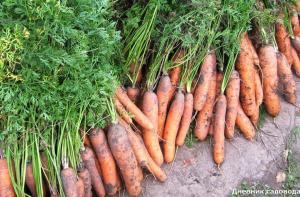 Miten istuttaa porkkanat ohentamattomana