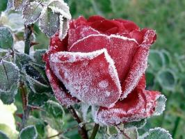 Valmistaudu ruusut talveksi: miten malttinsa mitä ja salata, miten leikata. Miten väri vaikuttaa pakkanen