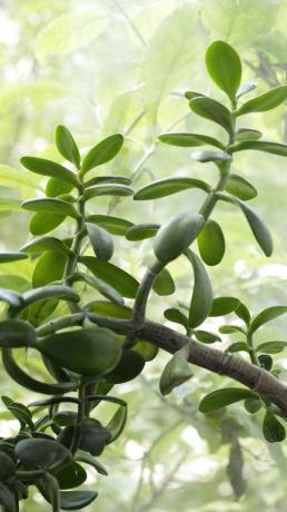 Jade kasvaa nopeasti, ja sinun täytyy jatkuvasti seurata prosessia. On rahaa puu kasvaa nopeasti, vesittämistä säästeliäästi: se lisää houkutusta istuttaa vihermassa, joka säilyttää kosteuden.