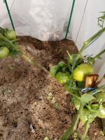 Tomaatit kypsyvät huonosti sadepäivinä. Voinko kerätä ne vihreät ja kypsyvät kotona