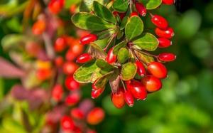 Hyödyllisiä että haitallisia barberry terveyden