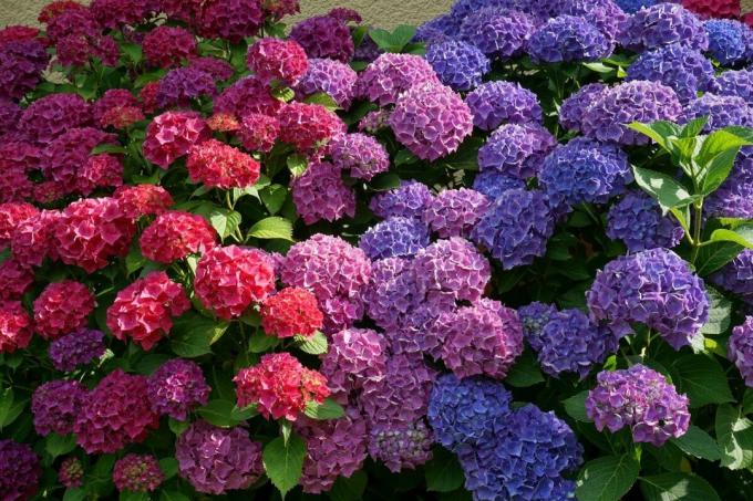 Jokainen puutarhuri voi vaihtaa väriä hortensiat ilman "väriaineet" hyödyntäen luonnollisten ominaisuuksien Bush
