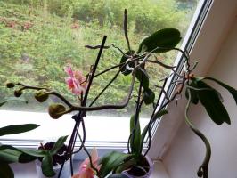 "Minä kukki, kukoisti, ja yhtäkkiä katosi." Miksi Phalaenopsis on kuolemassa talossa?