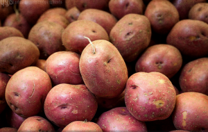 Miten säilyttää perunat mätänemään mukulat eivät ole