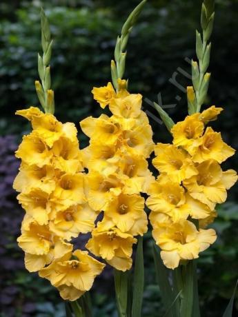 keltainen gladiolus