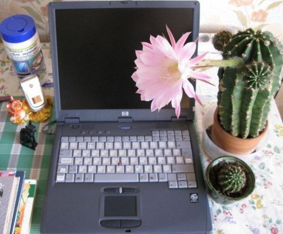 Kaktus tietokoneen. Valokuvan lataaminen Internetistä