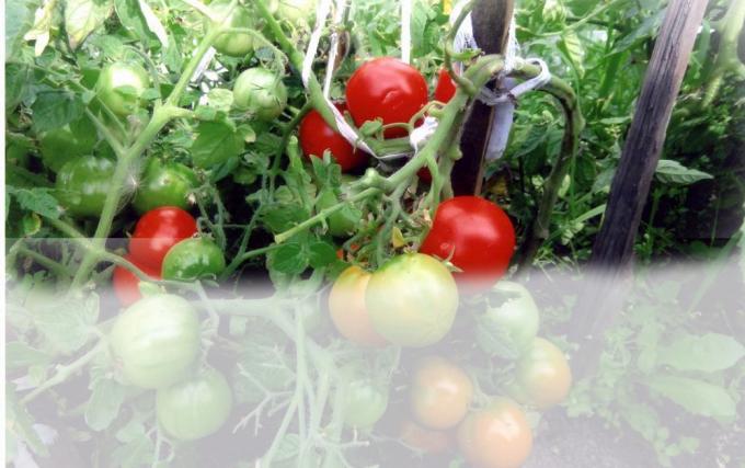 Tomaatit kasvihuoneessa (Photo - Internet)