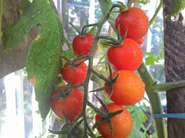 Kypsymisen tomaatit - näky! (Mojateplica.ru)