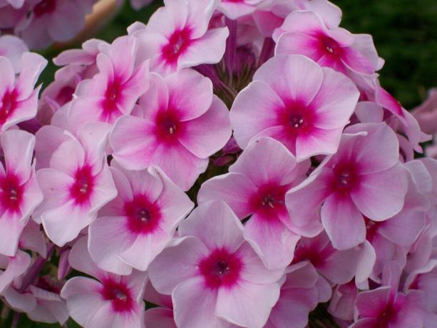 On parasta phlox kukkia hyvin valaistu sänkyyn. Kuva: bdkr.ru