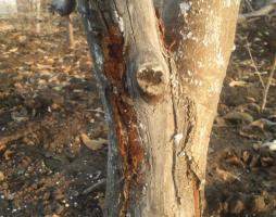 Lokakuu: 4 salaisuuksia kaunistelemaan syksyn puut terveys- ja korkean tuottavuuden