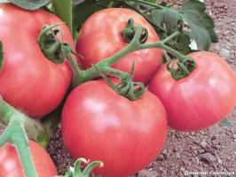 Paras lannoite tomaattien