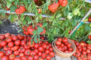 Alempi lehdet, sitä korkeampi saanto tomaatit (erityinen tila lannoitusta ja kastelua)