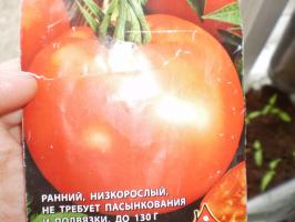 Kylvä varhainen erääntyviä tomaatit huhtikuun alussa. 7 suosittuja lajikkeita