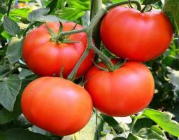 Ainutlaatuinen lajikkeiden tomaatteja - "Bobcat F1". Hybridi, joka ylisti monet puutarhurit.