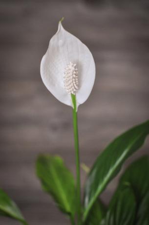 Joten nuori zatsvol Spathiphyllum ensimmäistä kertaa! Ei ilman lannoitteita, tietenkin.