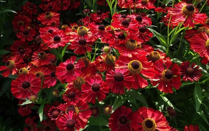 lajikkeisiin helenium