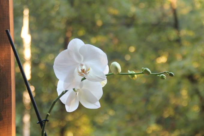 Oma valkoinen phalaenopsis tänä kesänä kukki ensimmäisen kerran hankinnan jälkeen. Pidä artikkeli hänen sivun sosiaalinen verkosto, jotta ei menettäisi ja jakaa ystävien kanssa!