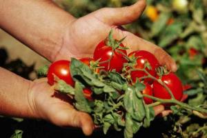 6 salaisuudet: tomaatit ovat herkullisia, mehukkaita ja suuret