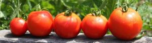 Istutus tomaatit talveksi? Kyllä! Aikainen itäminen ja sato