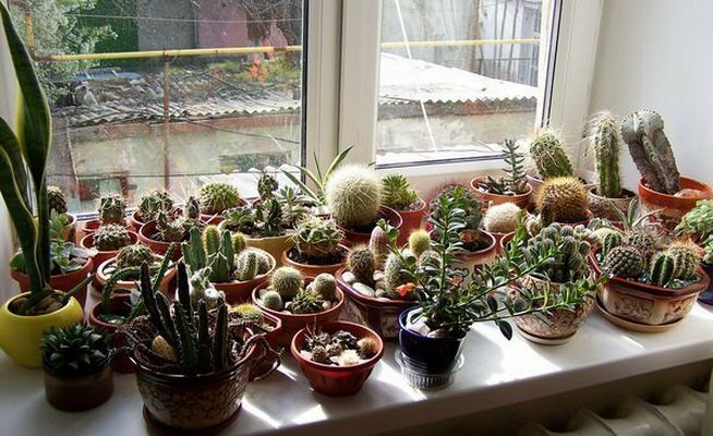 Kokoelma kaktukset etelässä ikkunassa