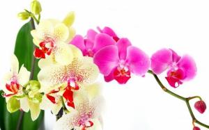 Huolehtiminen orkidea kukinnan jälkeen