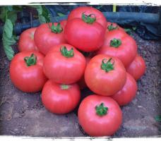 6 lajikkeet suurten ja meheviä tomaatteja