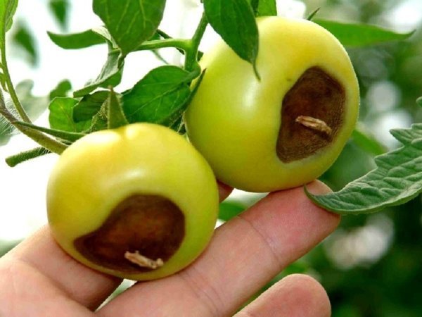 Klassinen esimerkki apikaalisella rot tomaateissa. Valokuvat - liveinternet.ru