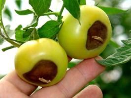 Blossom rot tomaatteja: oireet ja hoito