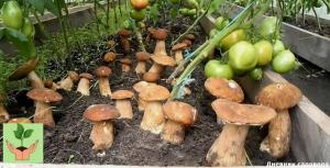 Miten kasvaa sieniä mökillä