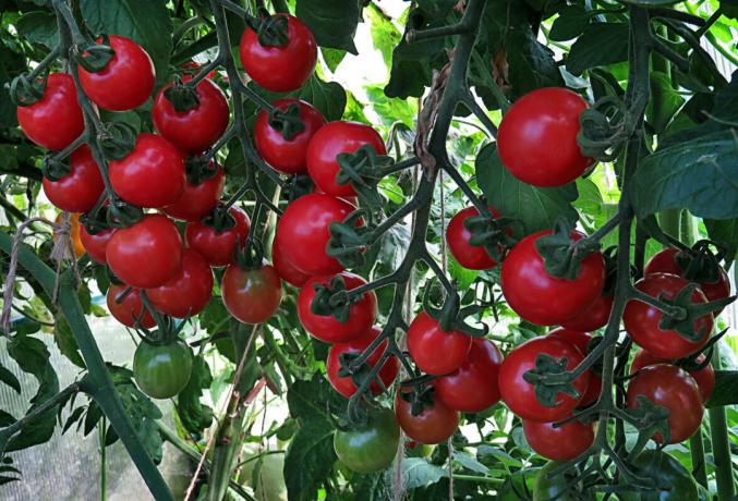Tomaatit kypsyneet pensaassa, hyötyvät suuresti maku ja haju "ikkuna"