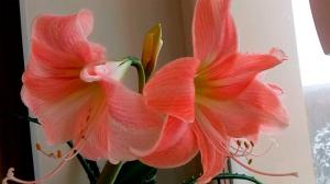 Hippeastrum yhteiset sairaudet ja niiden hoito