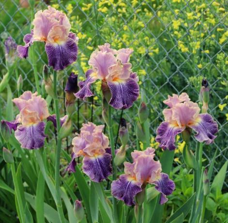 Iiris voidaan kutsua jumalallista kukka. Muinaiset kreikkalaiset nimetty tehtaan kunniaksi heidän jumalatar Iris, joka laskeutuu taivaasta kuolevaisten maailmaan sateenkaaren tuolla puolen. Iris ja käännettynä "Rainbow" Myöhemmin kasvitieteen päätti olla koskettaa mitään nimiä. Ja hyvä niin!