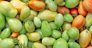Jo lokakuussa, mutta tomaatit vielä vihreää? Miten voi nopeuttaa niiden kypsymistä?