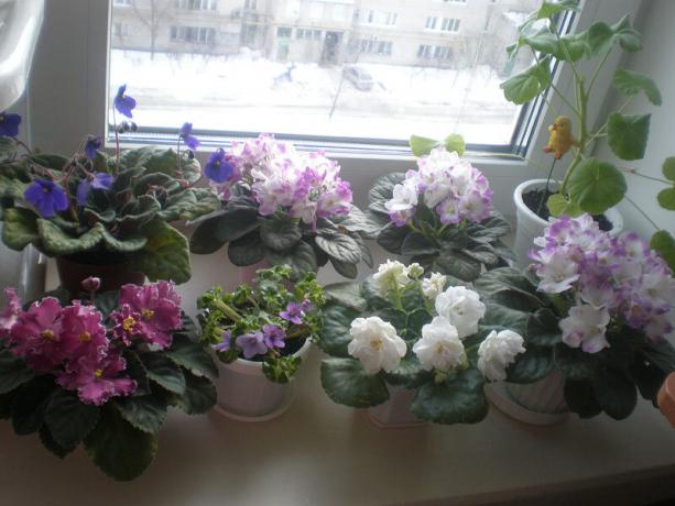 Harvinaiset variantti: orvokit, kukinta talvella. view: http://ssdosug.ru