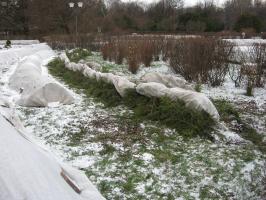 Kuusen oksat suojaa talven: Kuinka vaarallista ja miten