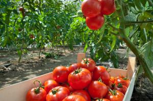 Miten kasvaa rikas sadon tomaatit: kontrolli lehdet