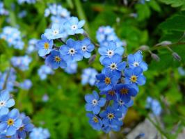 "Forget-me - on suosikki kukka ...": petollisuuden puutarhassa