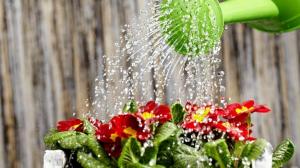 Miten vettä kasveille nopeaan kasvuun ja runsas kukinnan