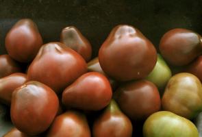 Lajikkeiden tomaatteja, jotka tarkastetaan ja kiitosta tilaajille